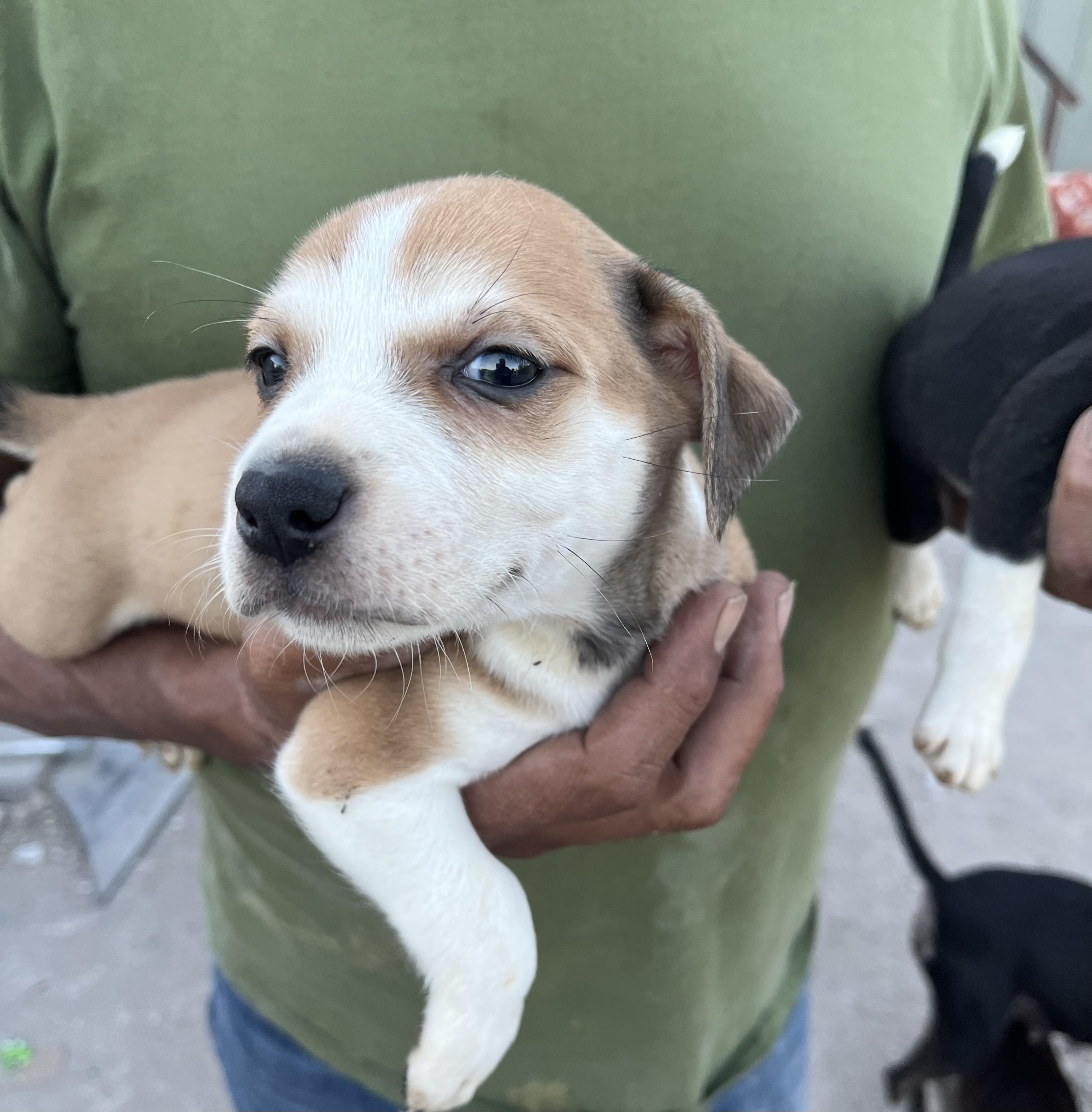 Bowie — thumbnail 2