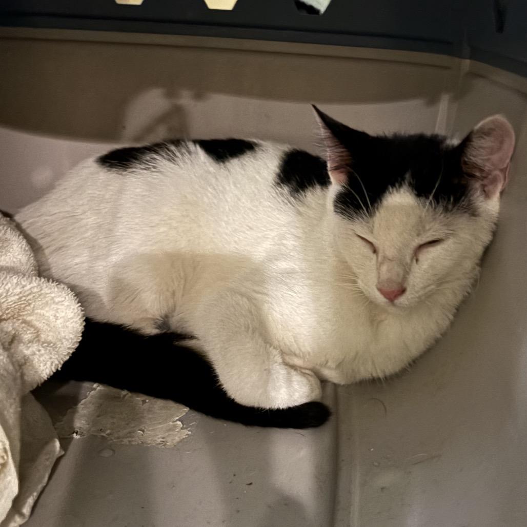 Snow baby, Adoptable, Young Female American Shorthair.