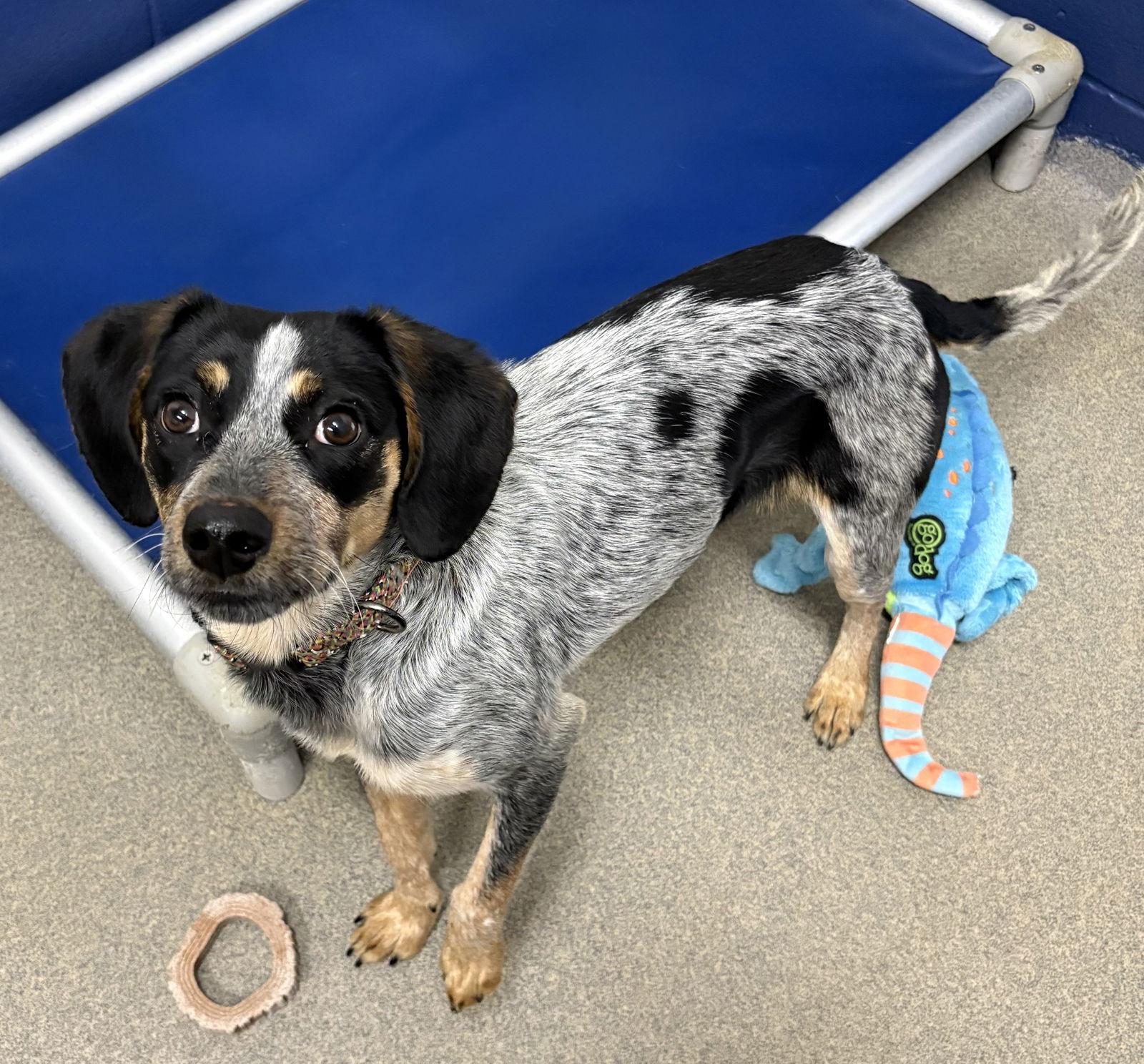 Enlarge Nala 6-8 Months, a Adoptable Australian Cattle Dog / Blue Heeler in Sterling, MA image 1/1