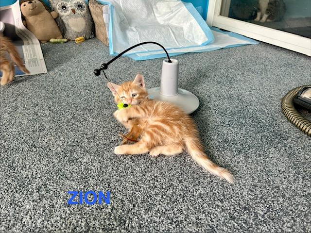 Zion National Park, Adopted, Kitten Male Domestic Short Hair.