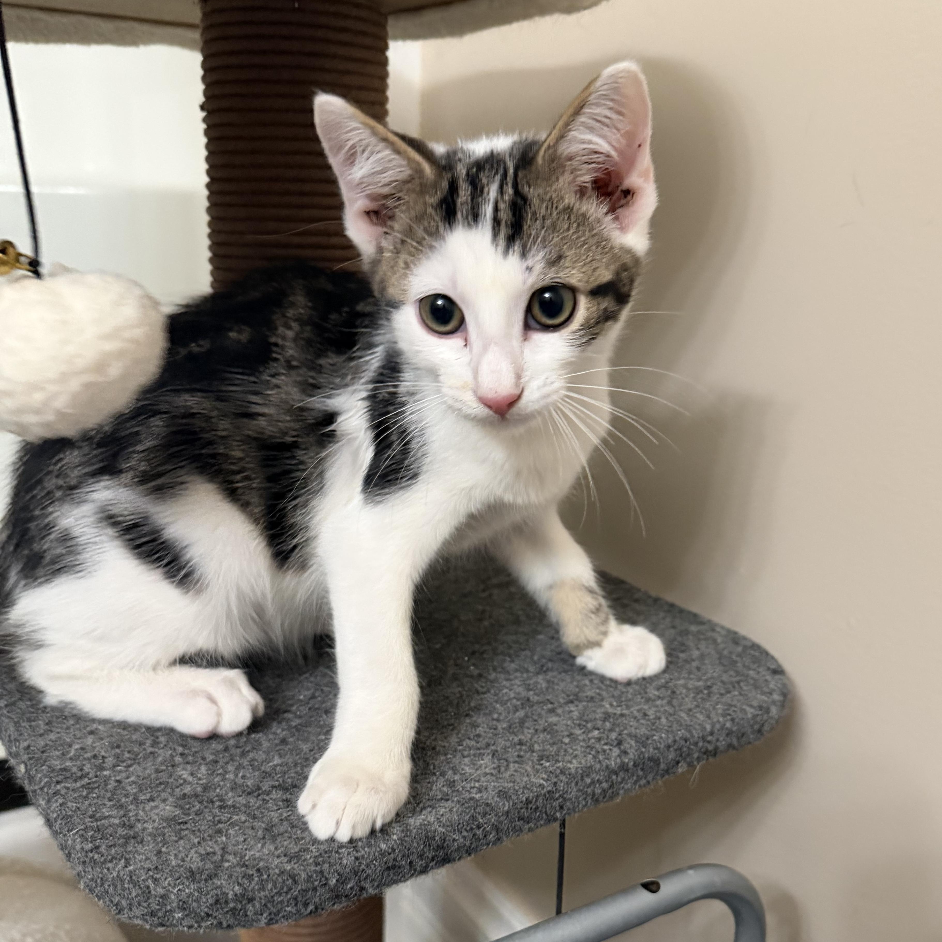 Oreo, a ADOPTABLE Domestic Short Hair in Crossville, TN image 2/3