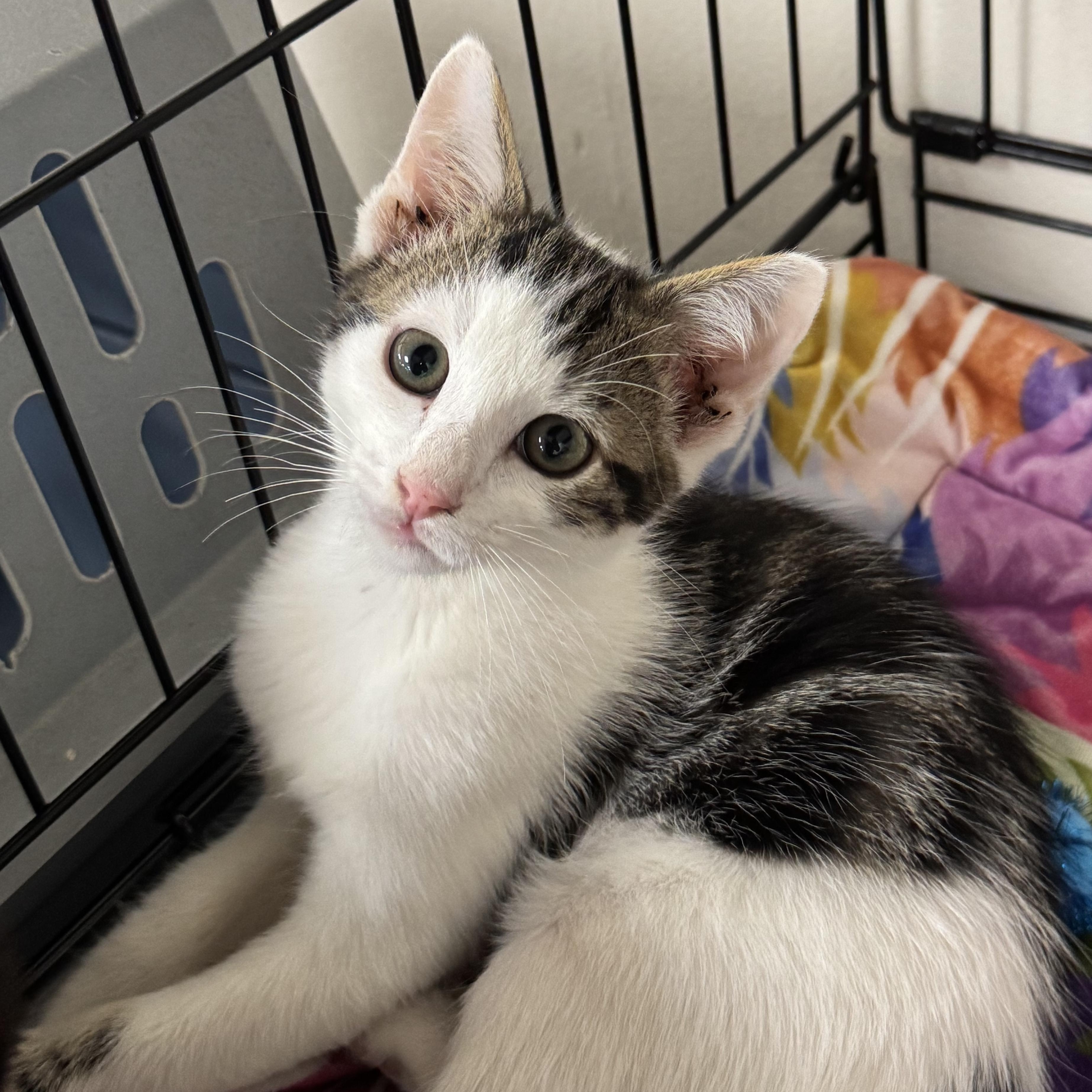 Oreo, a ADOPTABLE Domestic Short Hair in Crossville, TN image 3/3