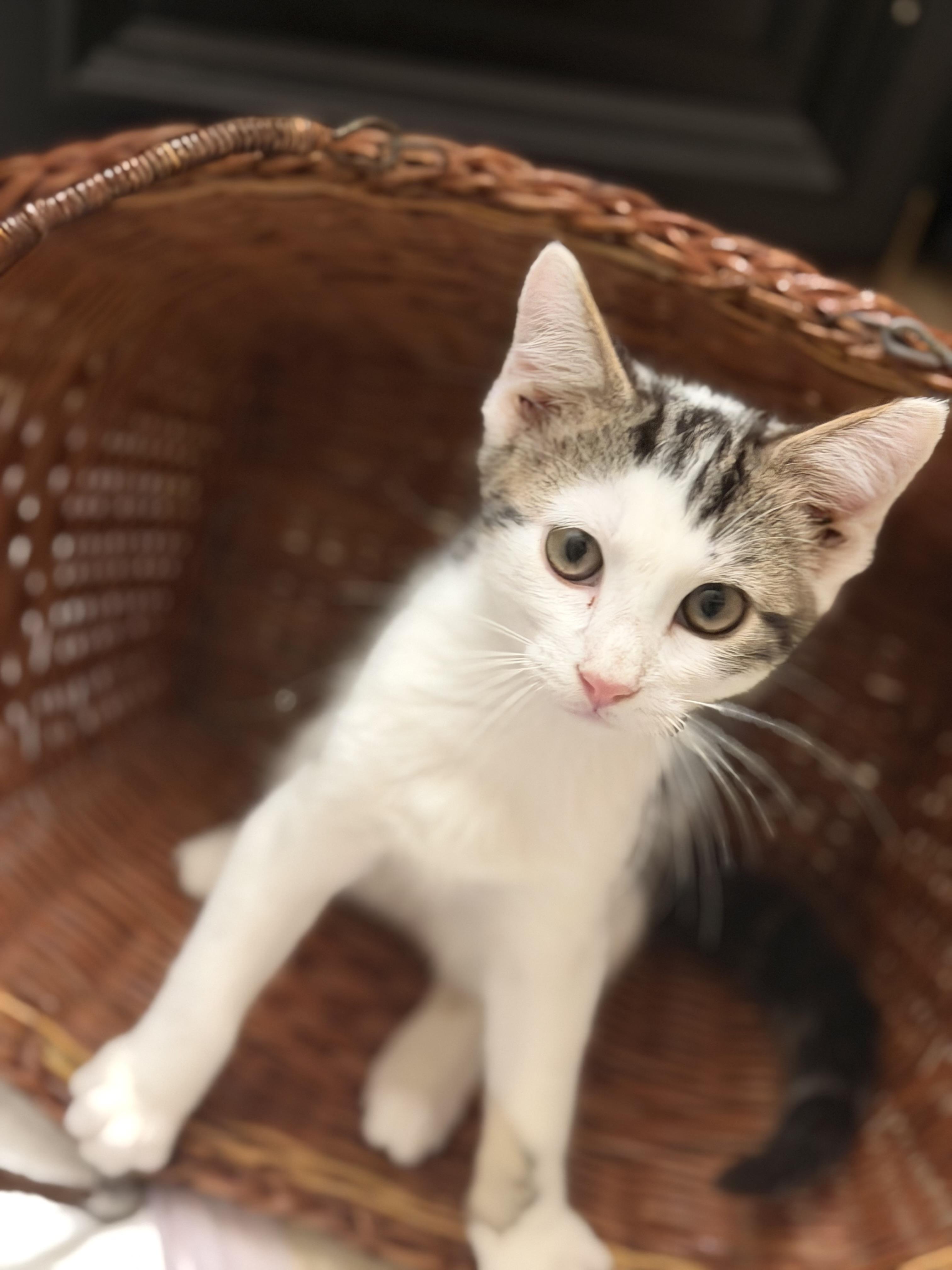 Oreo, a ADOPTABLE Domestic Short Hair in Crossville, TN image 1/3