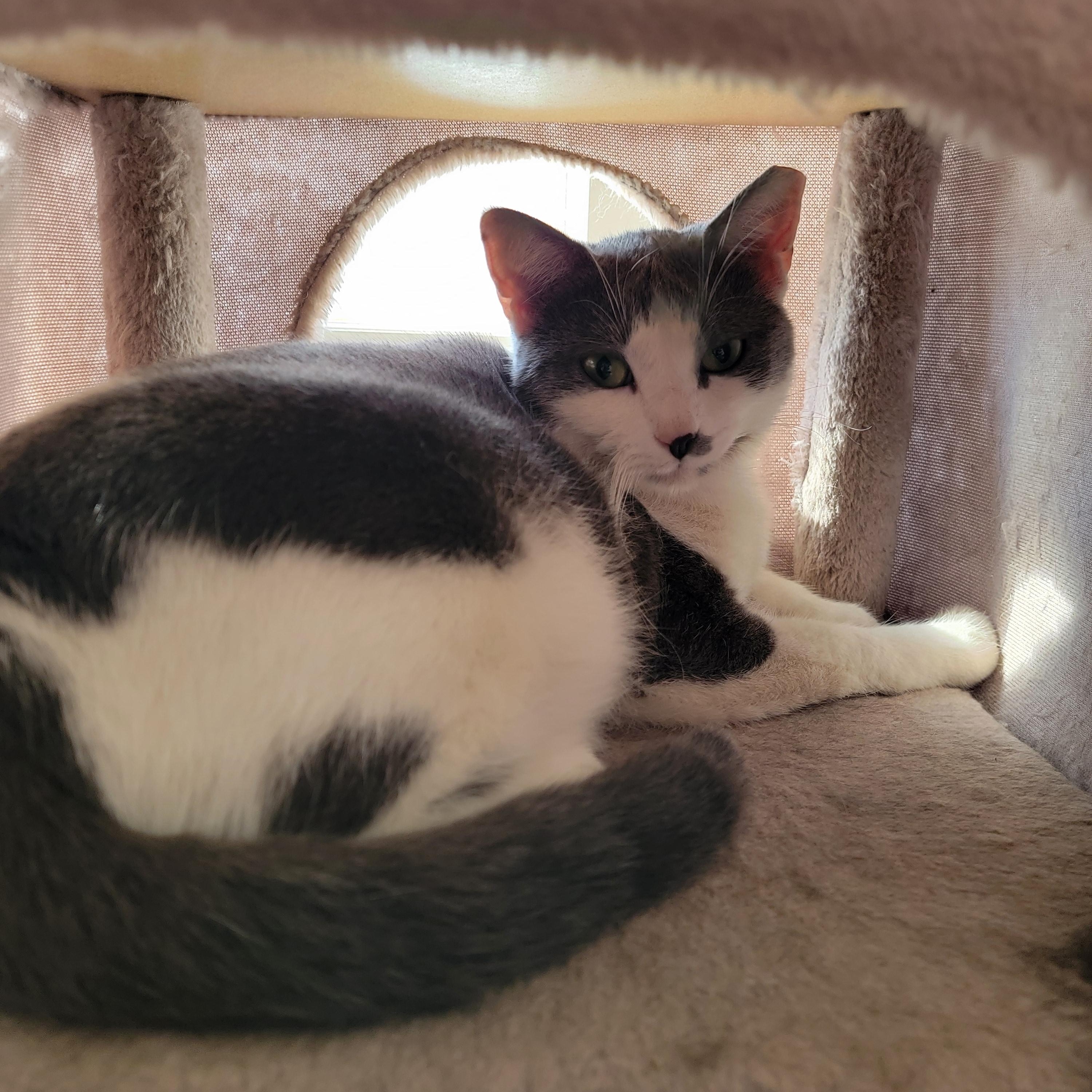 Mamacita, adopted, Young Female American Shorthair.