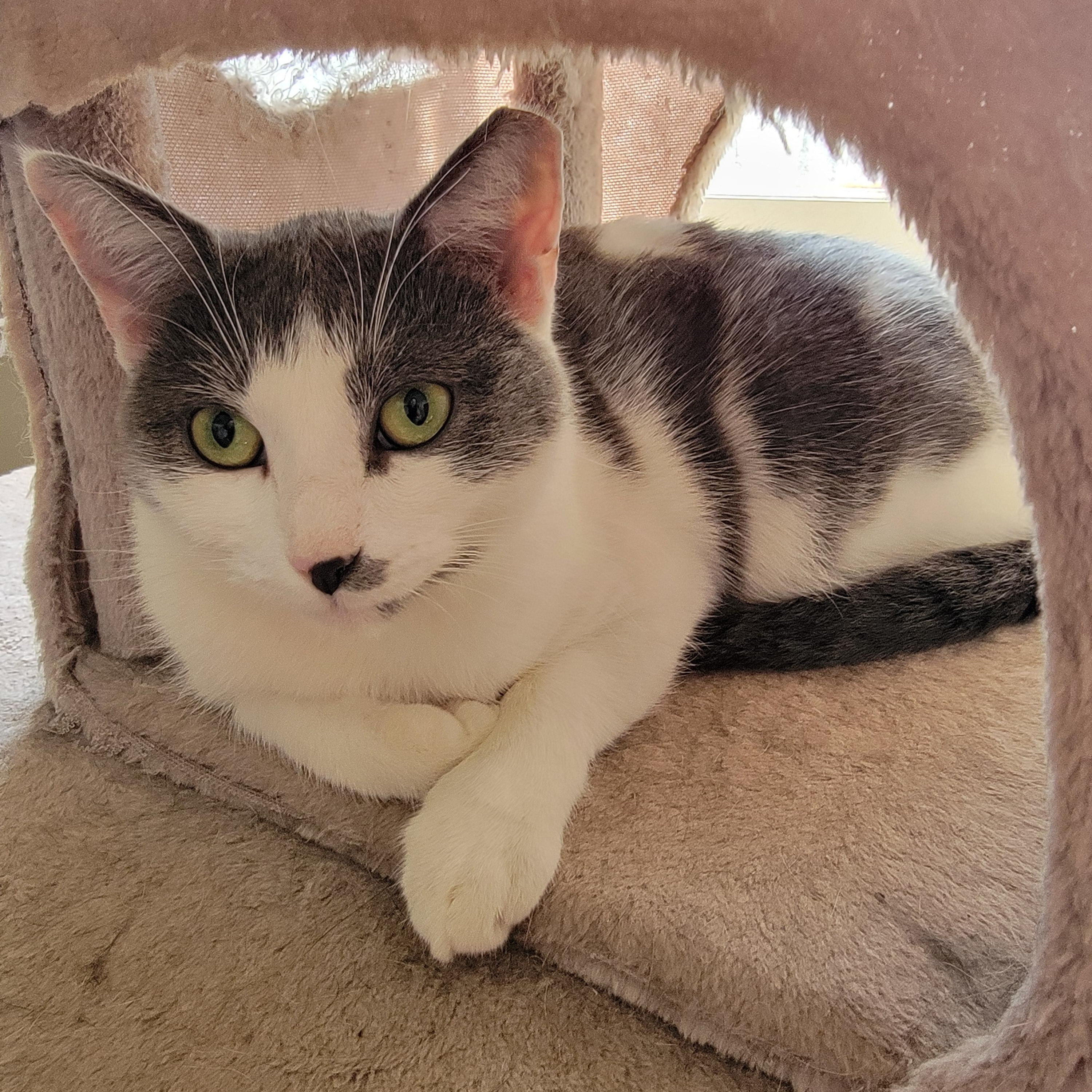 Enlarge Mamacita, an adopted American Shorthair in Charlottesville, VA image 5/5