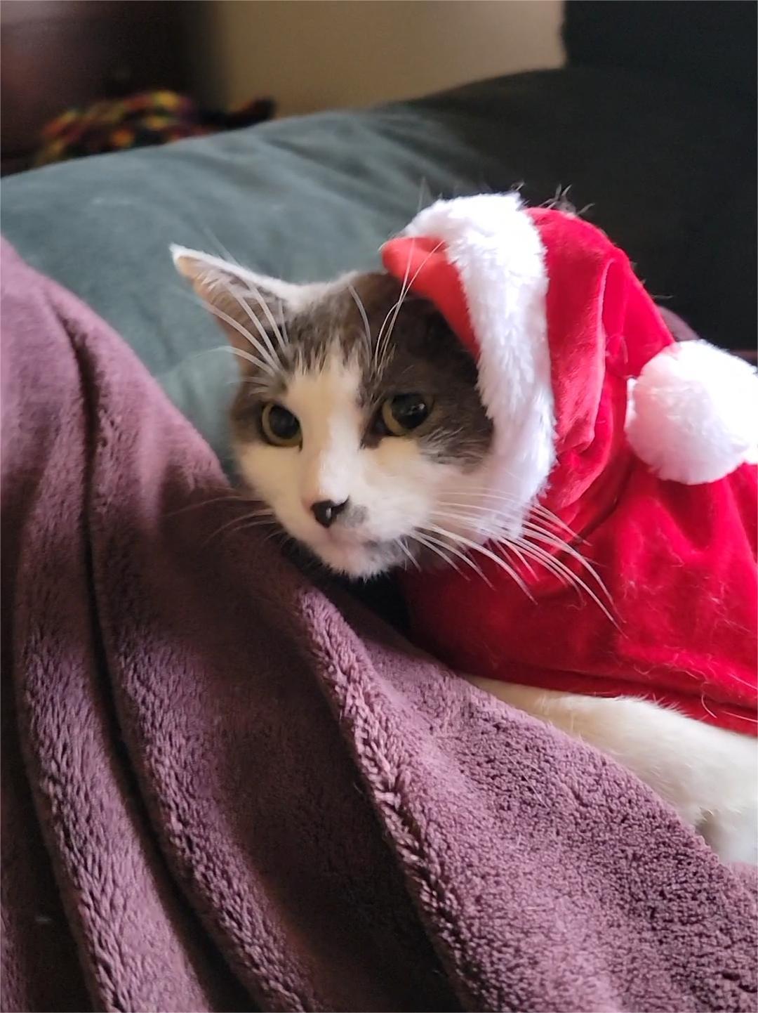 Enlarge Mamacita, an adopted American Shorthair in Charlottesville, VA image 3/5