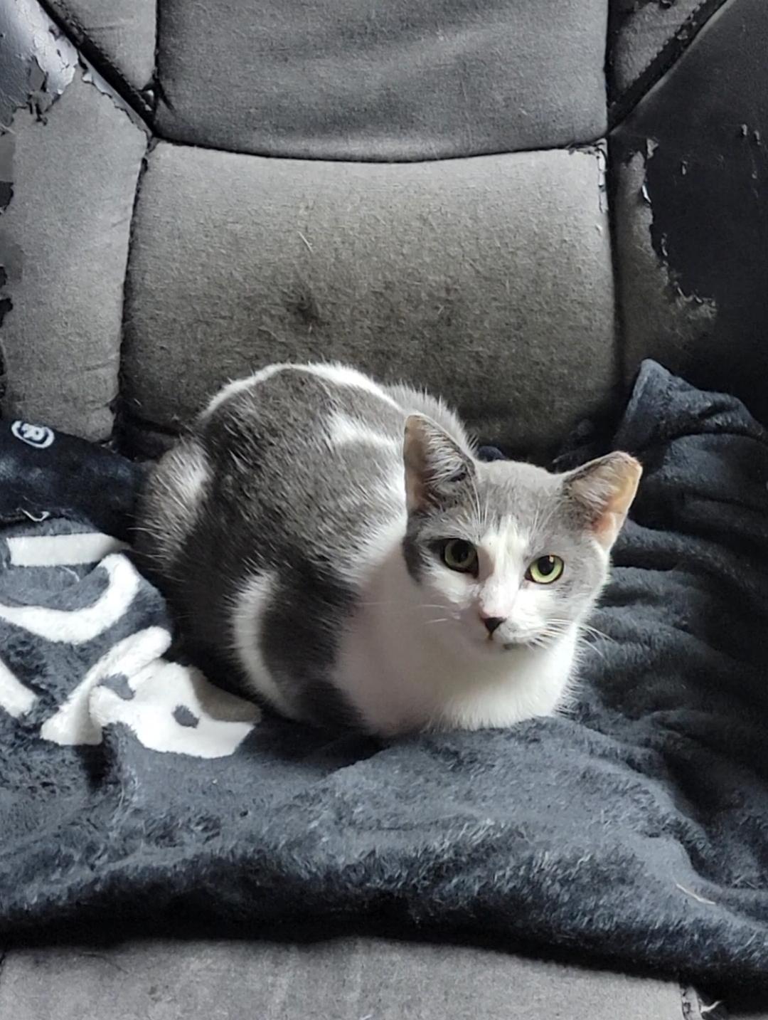Enlarge Mamacita, an adopted American Shorthair in Charlottesville, VA image 4/5