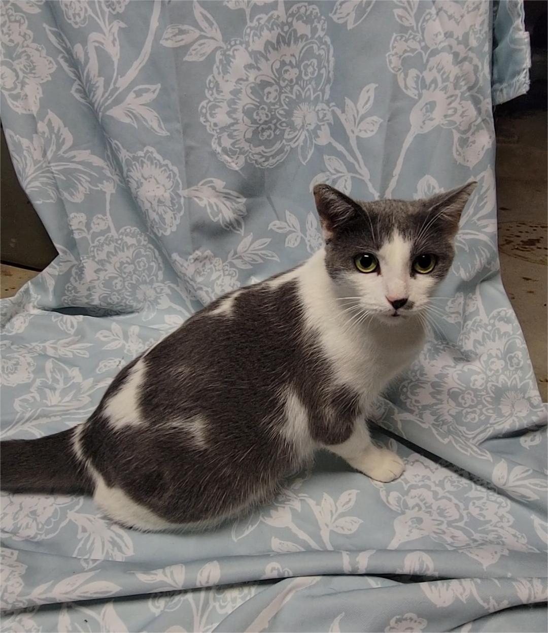 Enlarge Mamacita, an adopted American Shorthair in Charlottesville, VA image 2/5