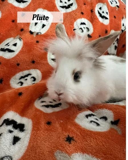 Pluto, a Adoptable Lionhead in Folsom, CA image 1/3