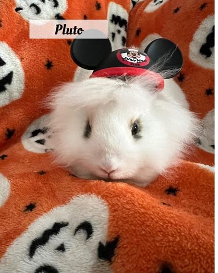 Pluto, Adoptable, Young Male Lionhead.