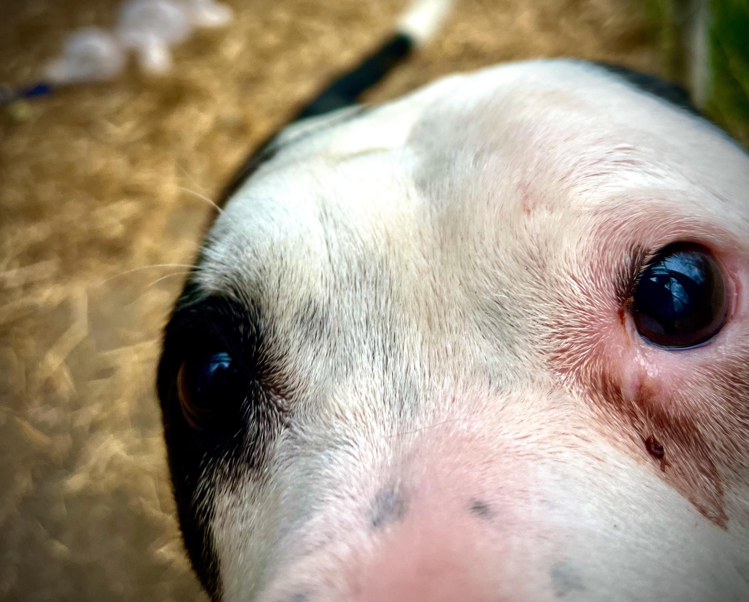 Bash, a Adoptable mixed breed in Powell, TN image 4/6
