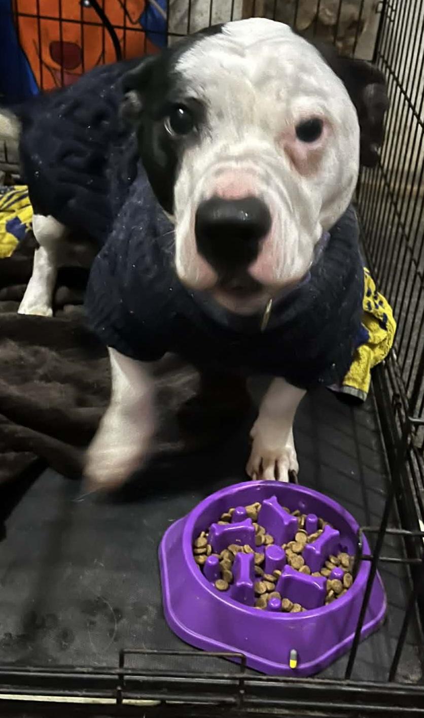 Bash, a Adoptable mixed breed in Powell, TN image 1/5