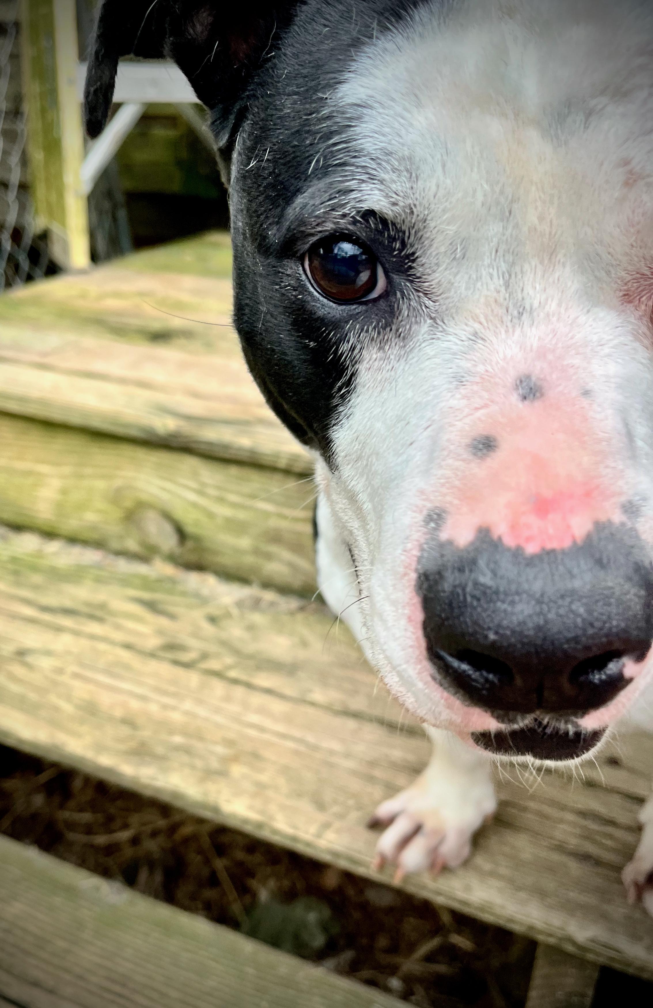 Bash, a Adoptable mixed breed in Powell, TN image 2/6