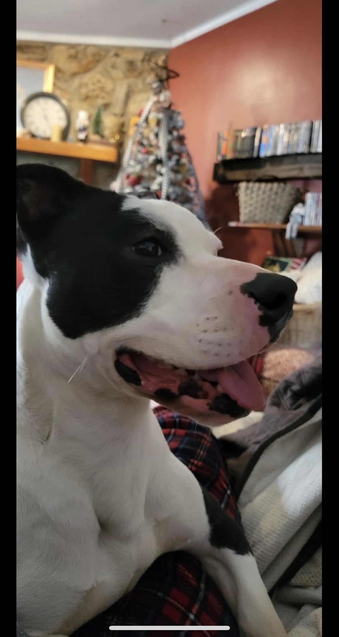 Bash, Adoptable, Adult Male Beagle & Pit Bull Terrier.