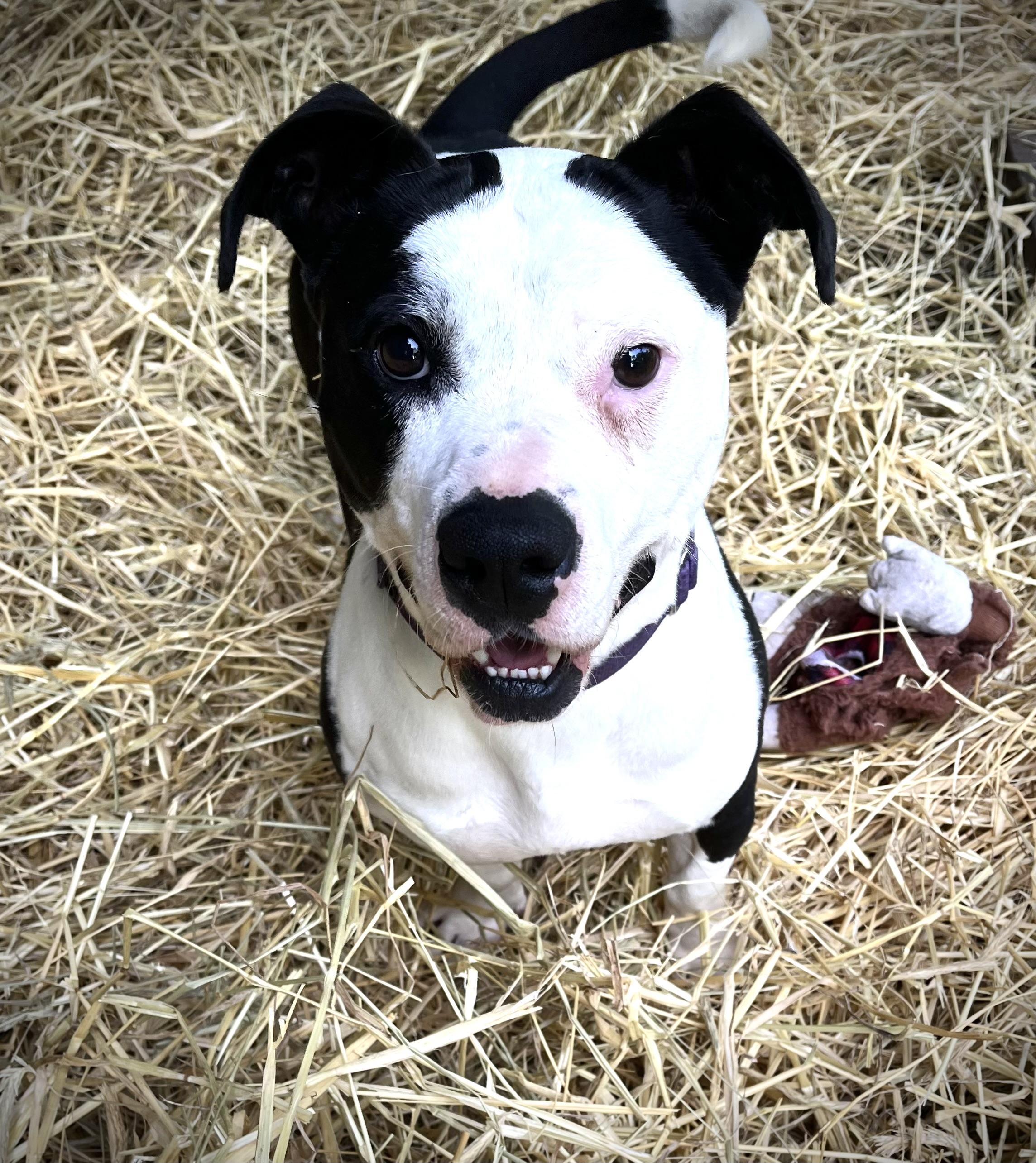 Bash, Adoptable, Adult Male Beagle & Pit Bull Terrier.