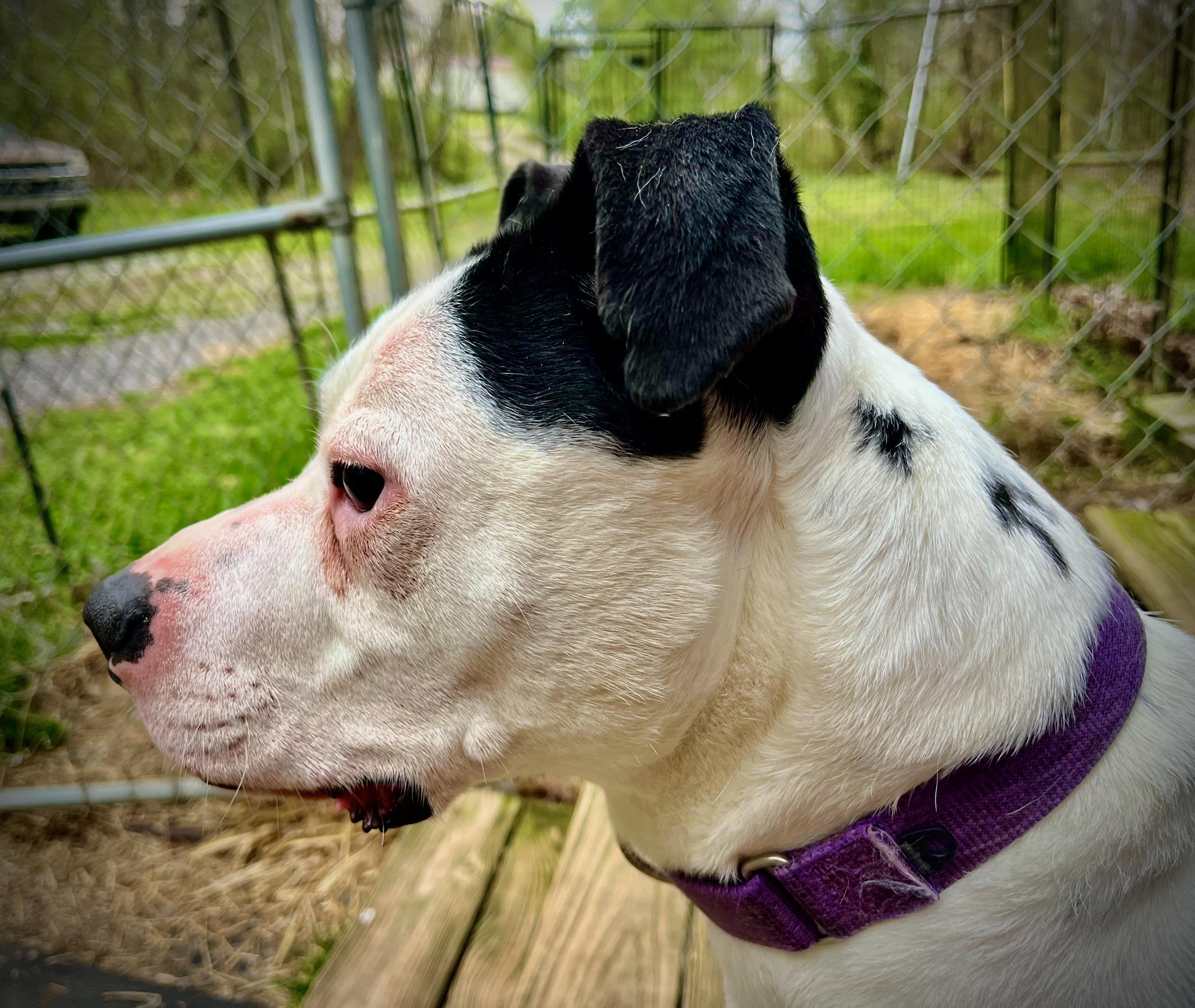 Bash, a Adoptable mixed breed in Powell, TN image 5/6