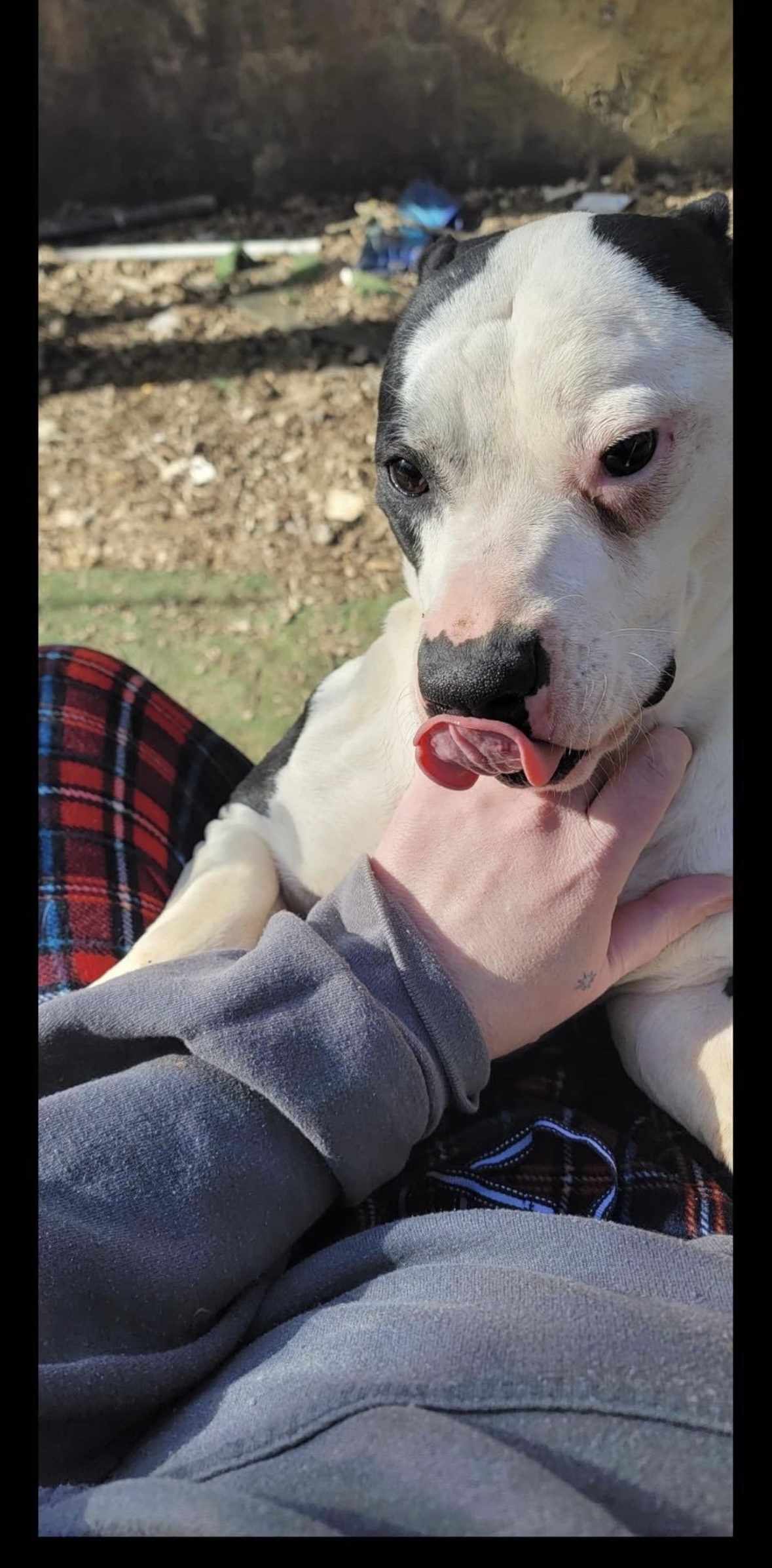 Bash, a Adoptable mixed breed in Powell, TN image 3/5