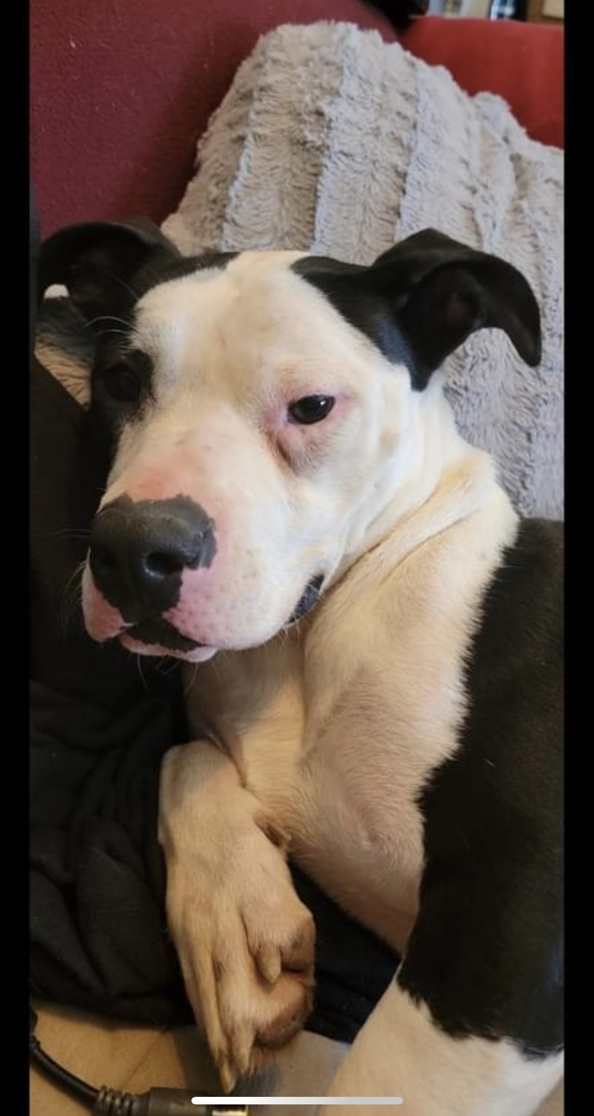 Bash, a Adoptable mixed breed in Powell, TN image 4/5