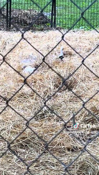 Enlarge Bash, a Adoptable mixed breed in Powell, TN video 5/5