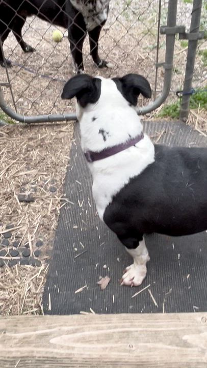 Enlarge Bash, a Adoptable mixed breed in Powell, TN video 6/6