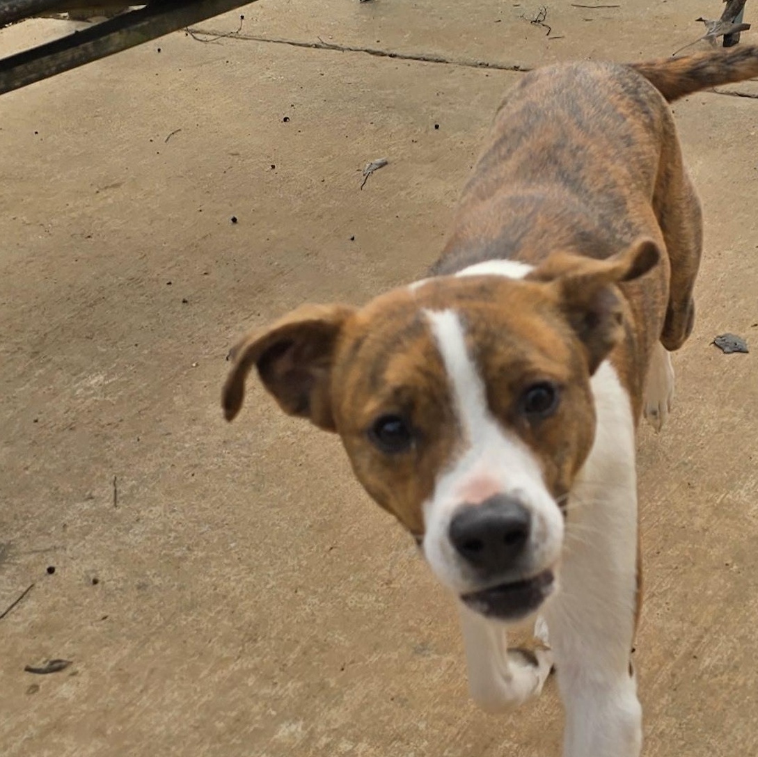 COLBY, a Adoptable mixed breed in Athens, AL image 4/6