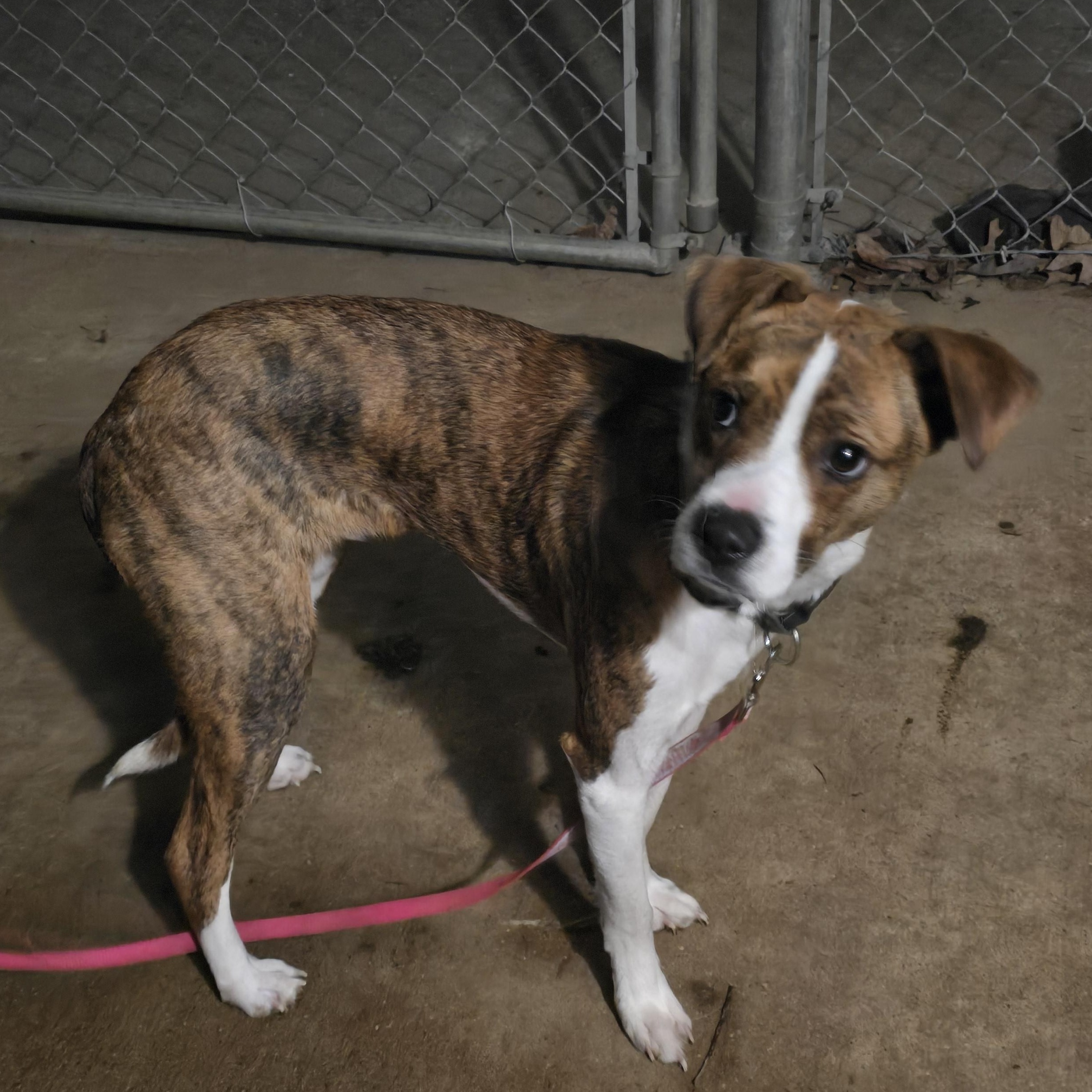 COLBY, a Adoptable mixed breed in Athens, AL image 2/6