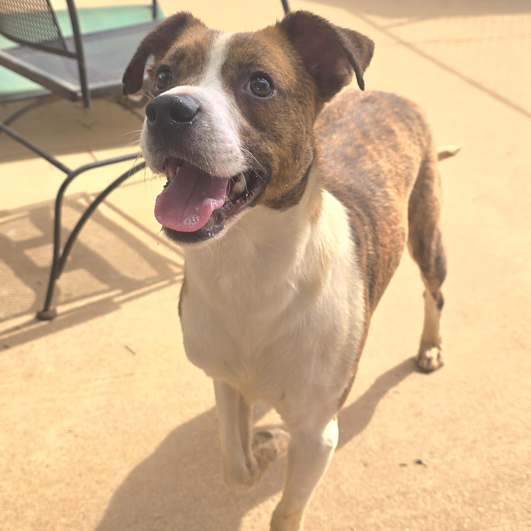 COLBY, Adoptable, Young Male Rat Terrier & Boxer.