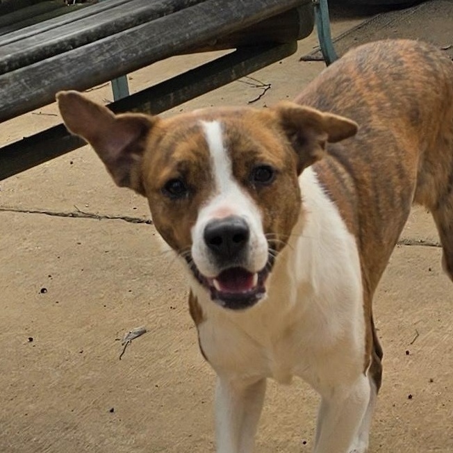 COLBY, a Adoptable mixed breed in Athens, AL image 6/6