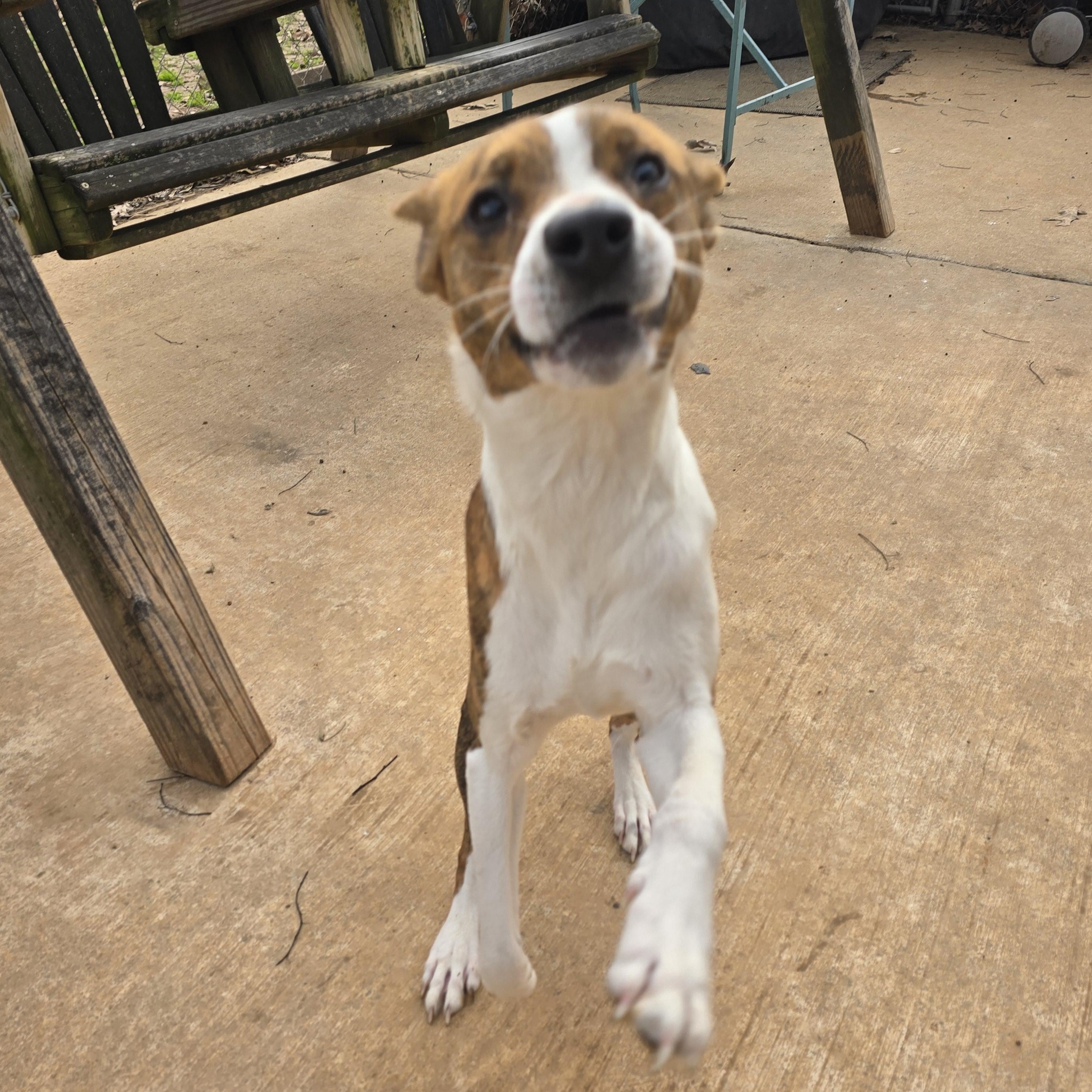 COLBY, a Adoptable mixed breed in Athens, AL image 5/6