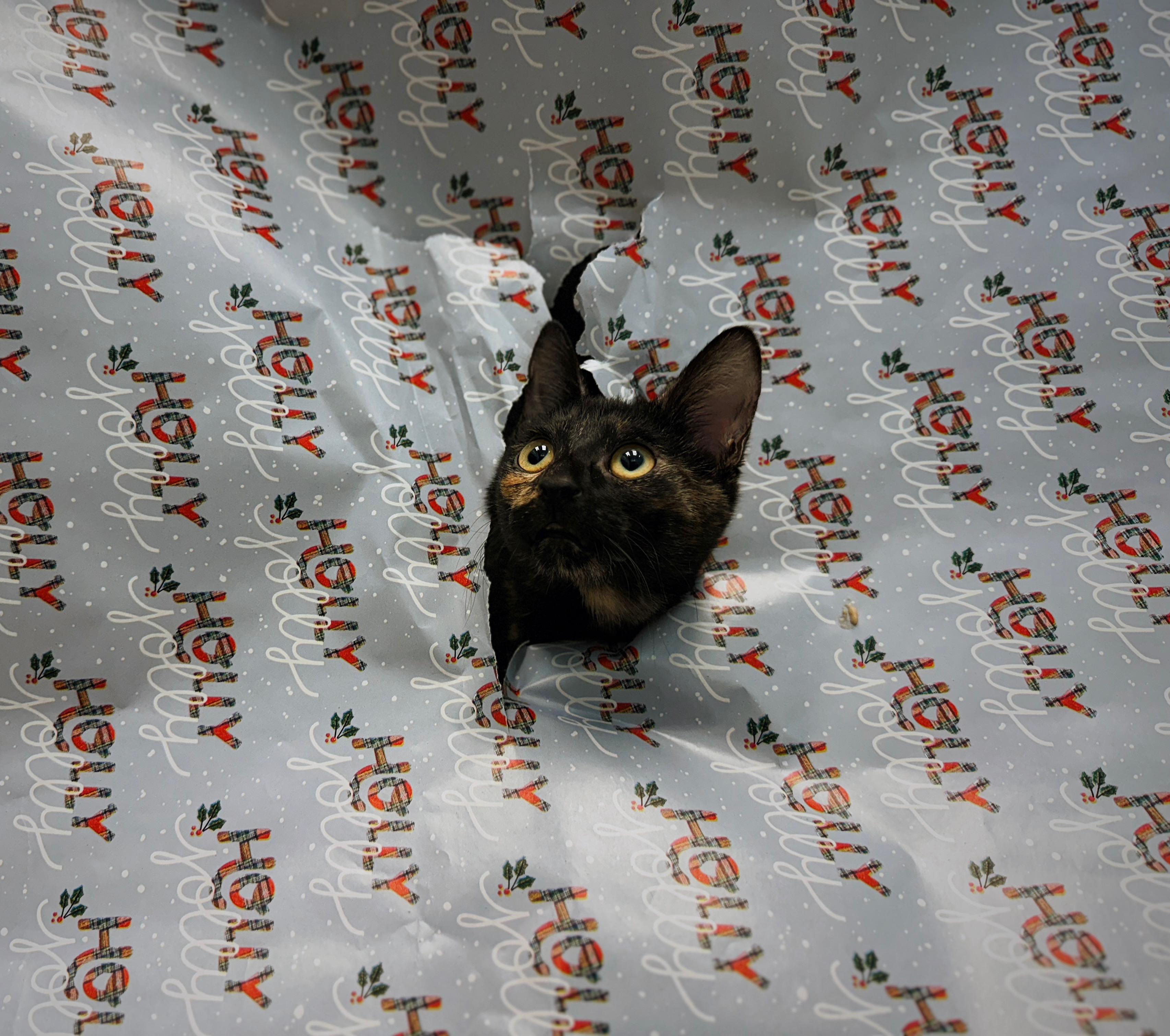 Gertrude, Adoptable, Kitten Female Domestic Short Hair.