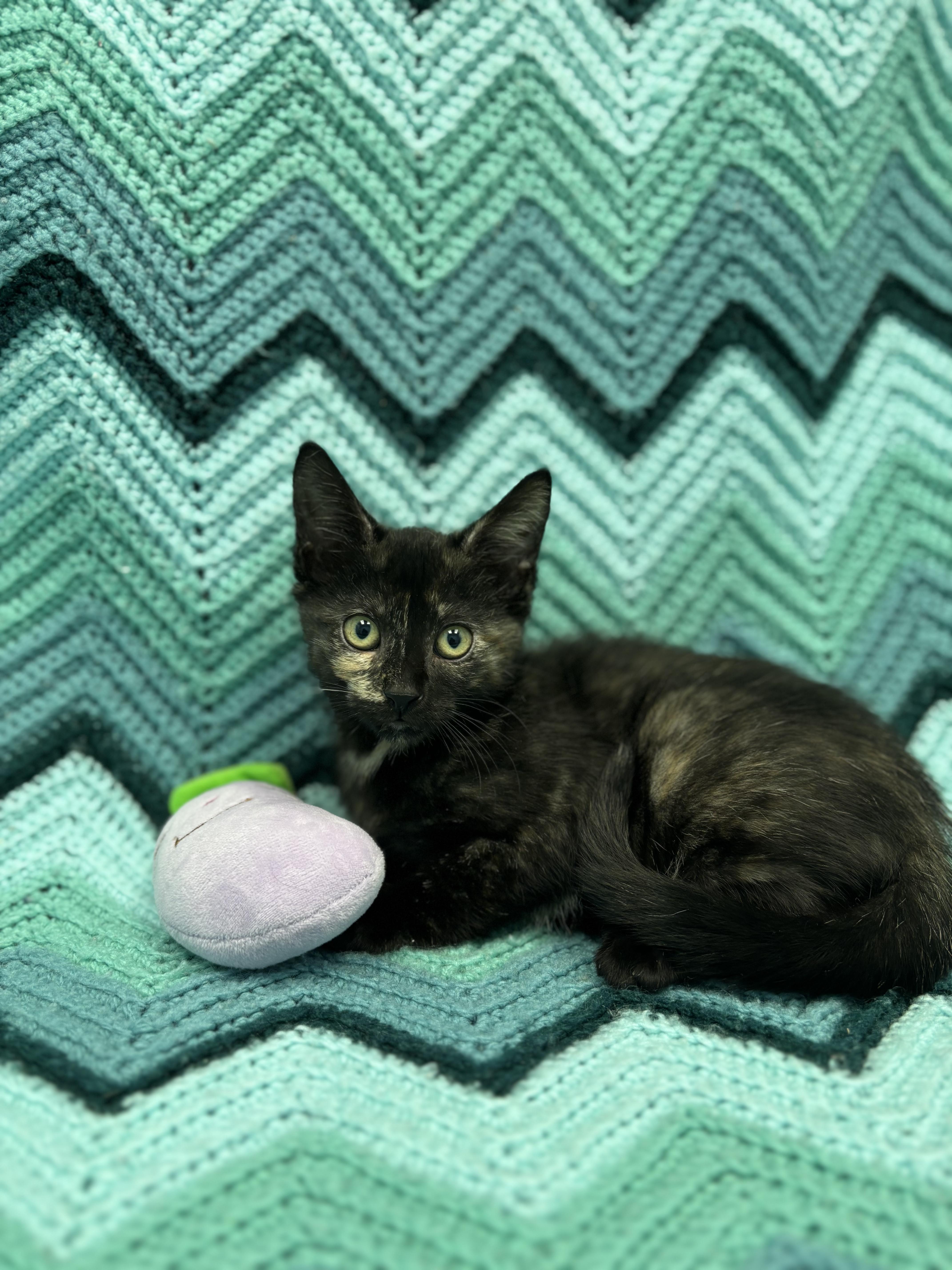 Gertrude, a Adoptable Domestic Short Hair in Bear, DE image 2/4