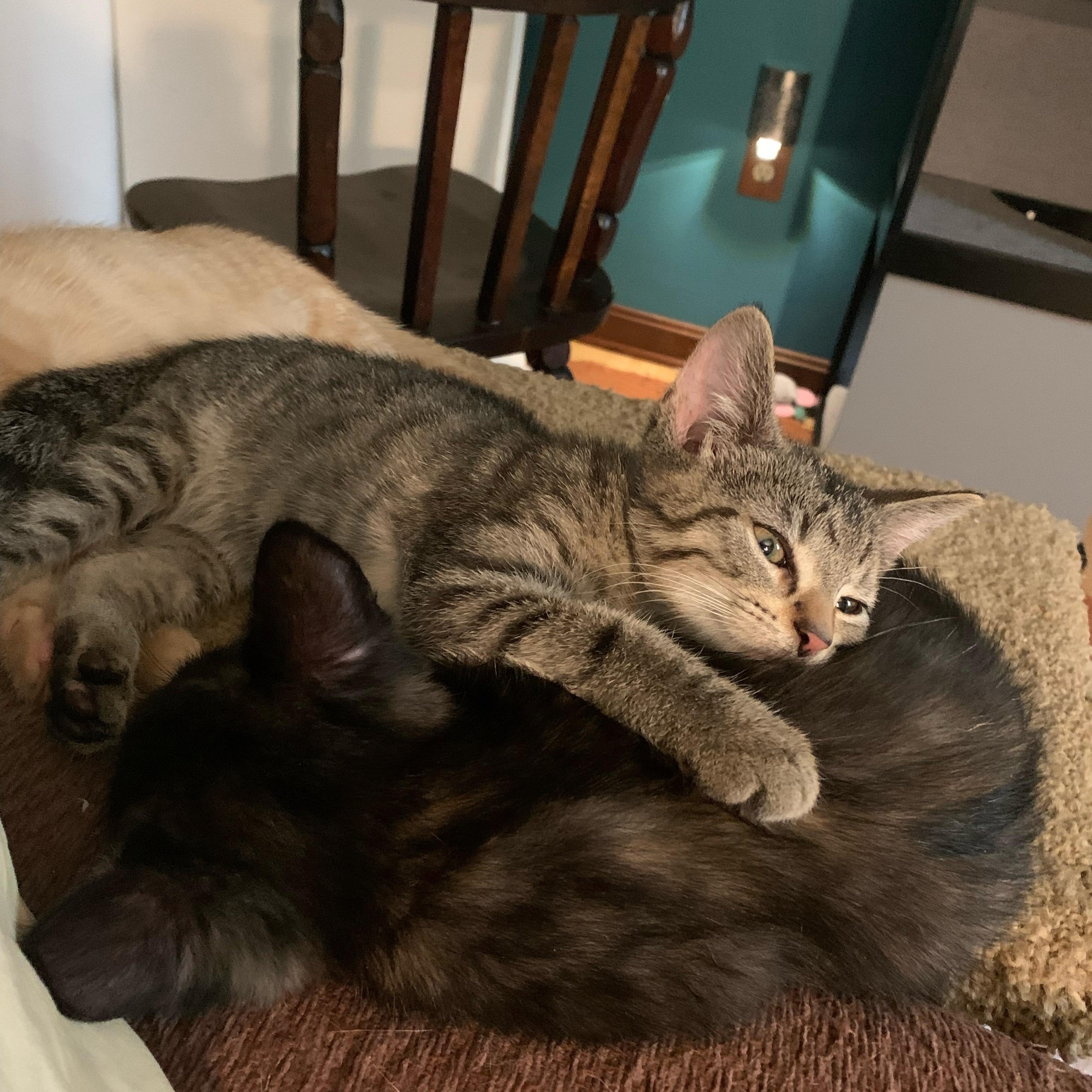 Gertrude, a Adoptable Domestic Short Hair in Bear, DE image 3/4