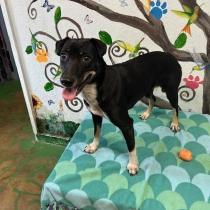 Fantasia thumbnail 2