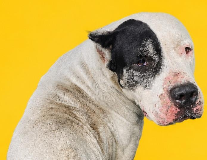 Enlarge Taylor, a Adoptable mixed breed in Wauchula, FL image 1/1