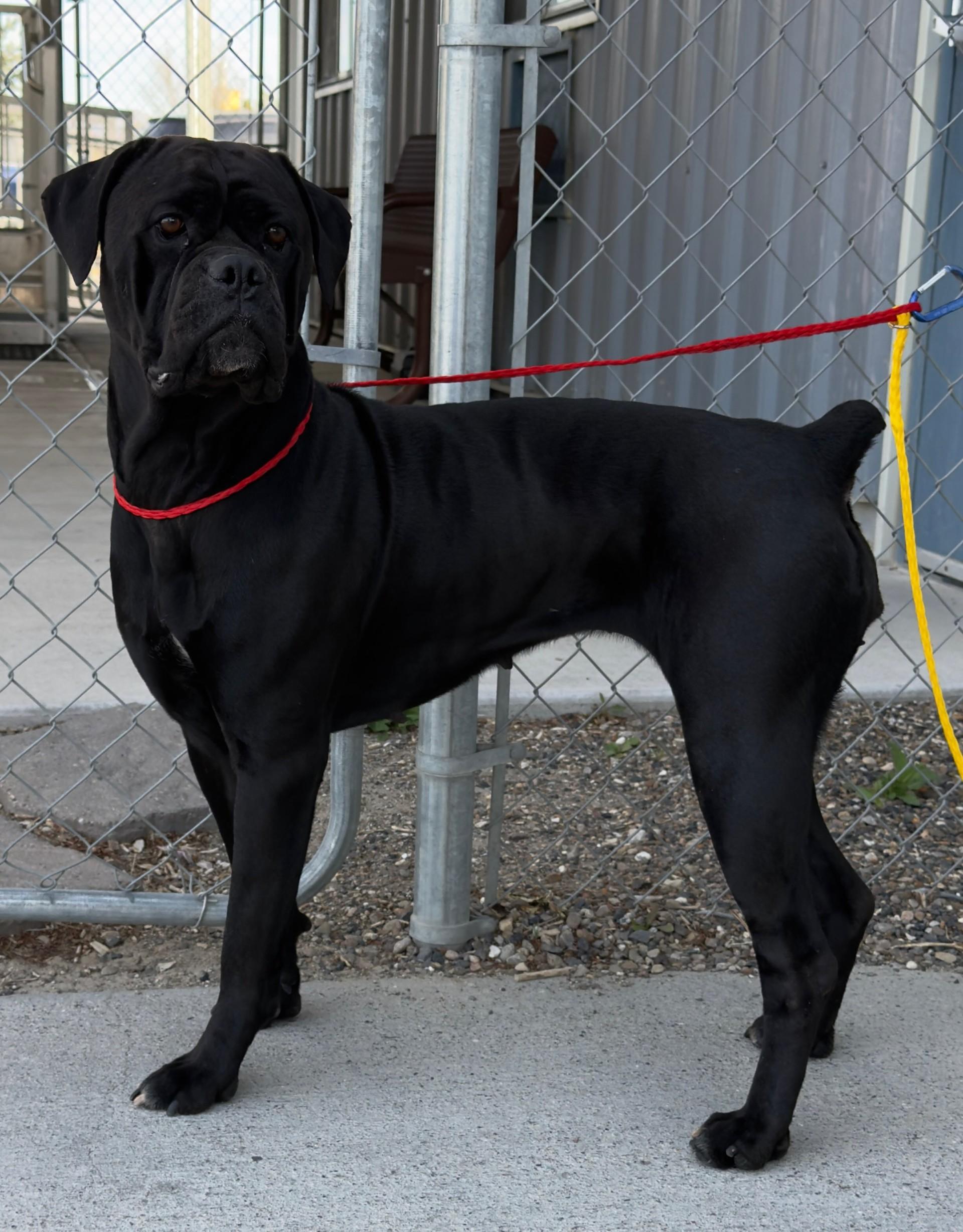 Mamas- 60960394, ADOPTABLE, Adult Female Cane Corso.