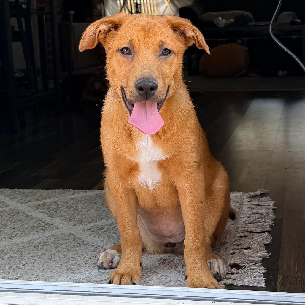 Enlarge 496 (2026) Sage, a Adoptable mixed breed in Parker, CO image 2/6