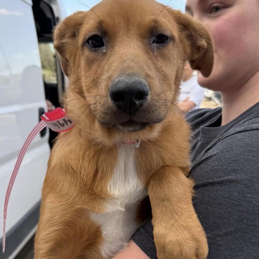 Enlarge 496 (2026) Sage, a Adoptable mixed breed in Parker, CO image 3/6