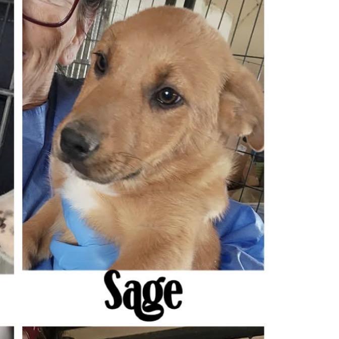 Enlarge 496 (2026) Sage, a Adoptable mixed breed in Parker, CO image 4/6