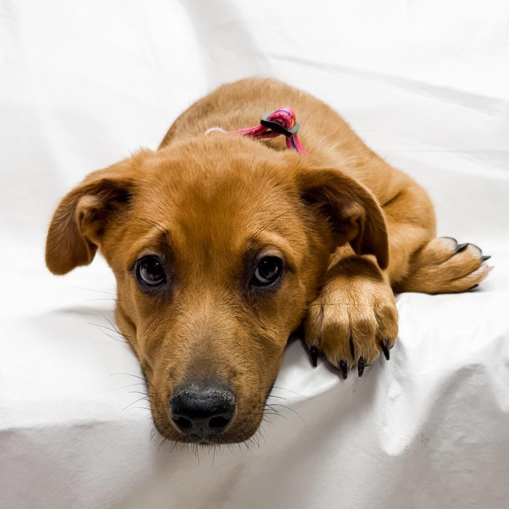 Enlarge 496 (2026) Sage, a Adoptable mixed breed in Parker, CO image 5/6