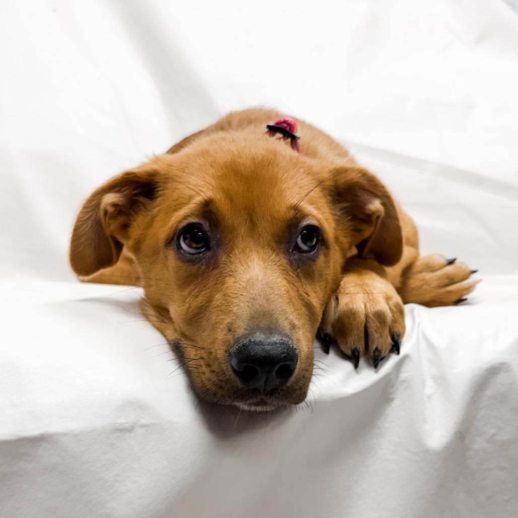 Enlarge 496 (2026) Sage, a Adoptable mixed breed in Parker, CO image 6/6