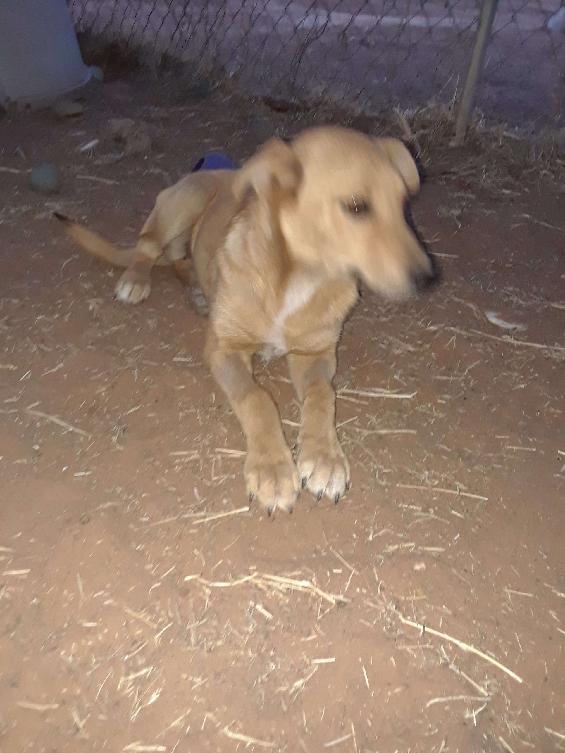 Grace, a Adoptable mixed breed in Anton, TX image 2/8