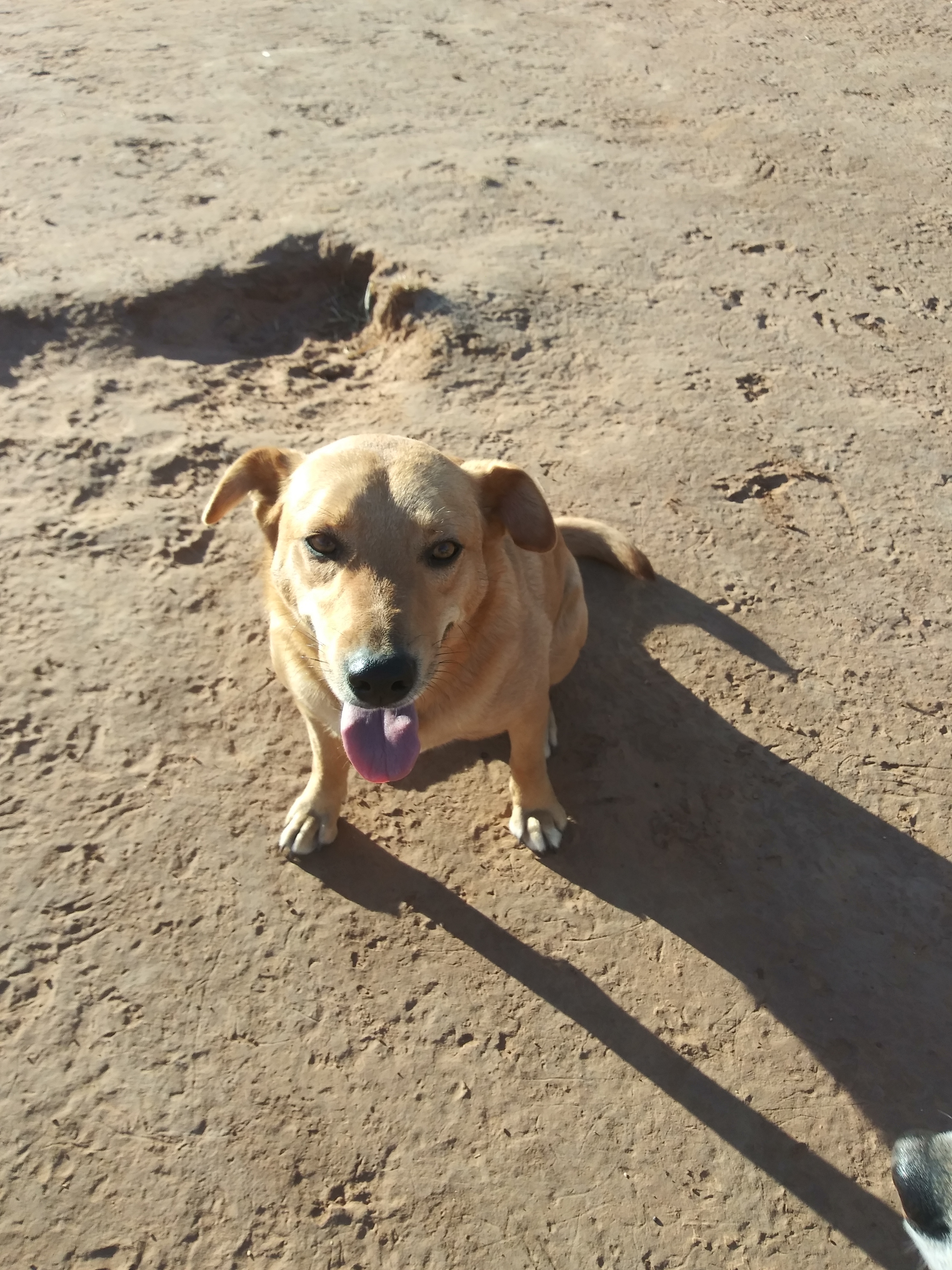 Grace, a Adoptable mixed breed in Anton, TX image 3/8