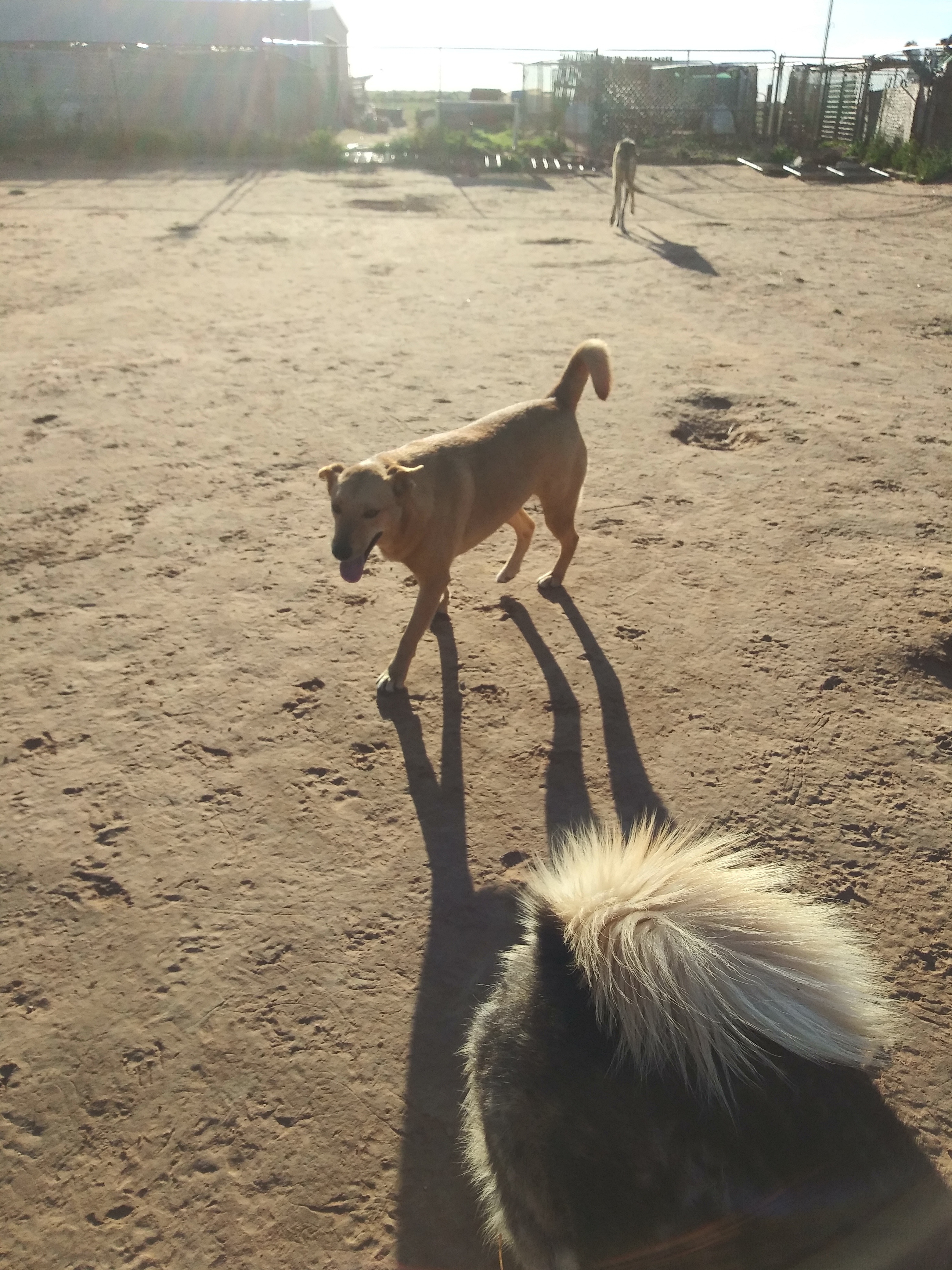 Grace, a Adoptable mixed breed in Anton, TX image 4/8