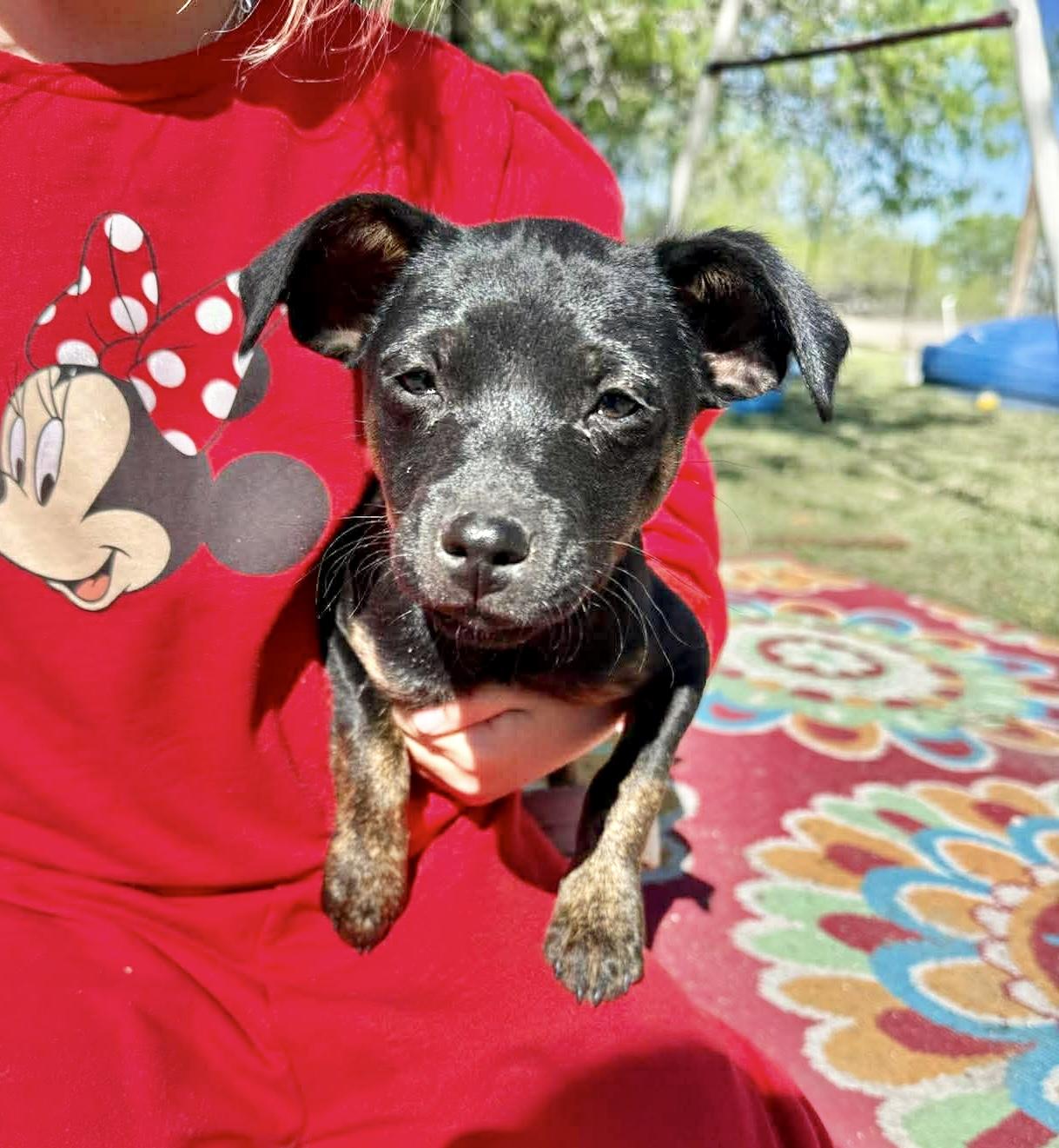 Enlarge Chunky, an adopted mixed breed in DeWitt, NY image 1/5