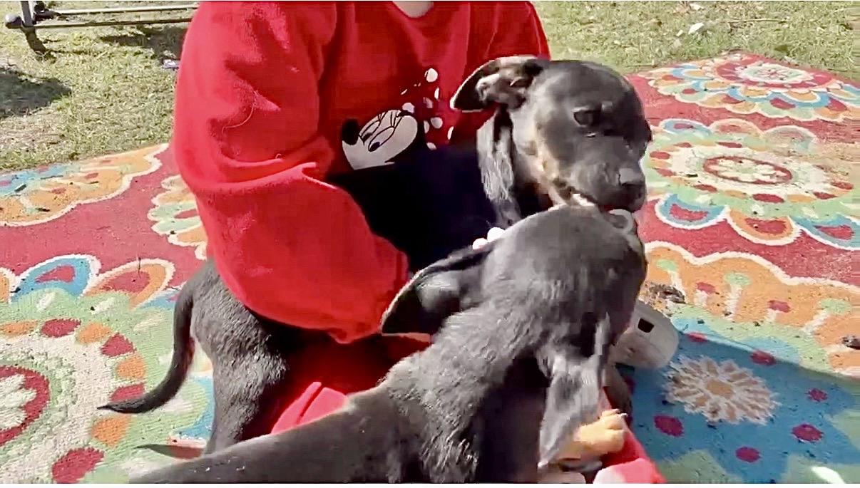 Enlarge Chunky, an adopted mixed breed in DeWitt, NY image 5/5