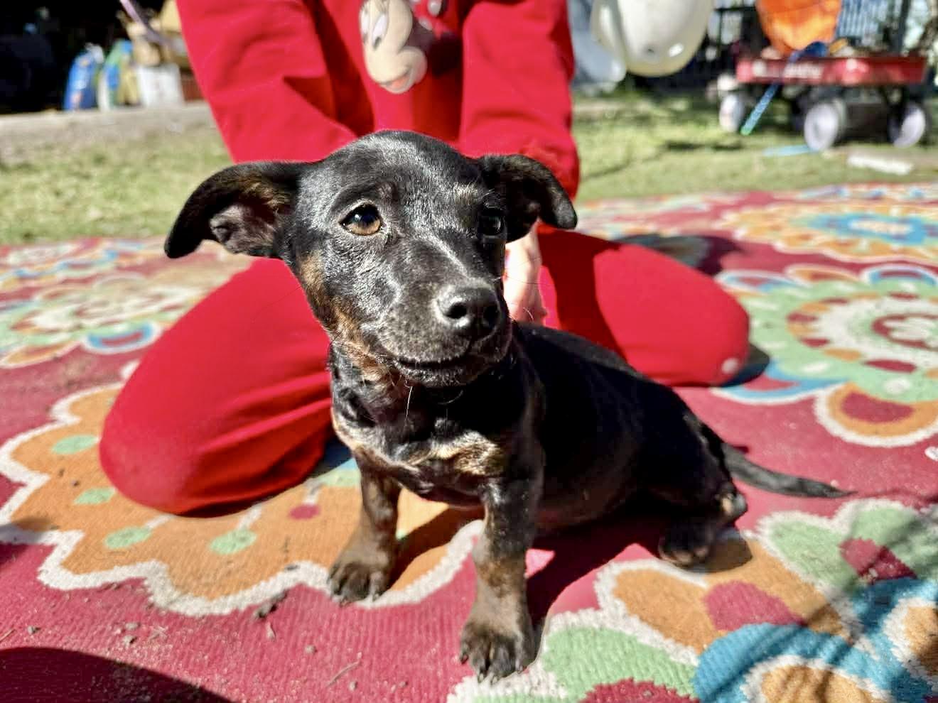 Enlarge Chunky, an adopted mixed breed in DeWitt, NY image 4/5
