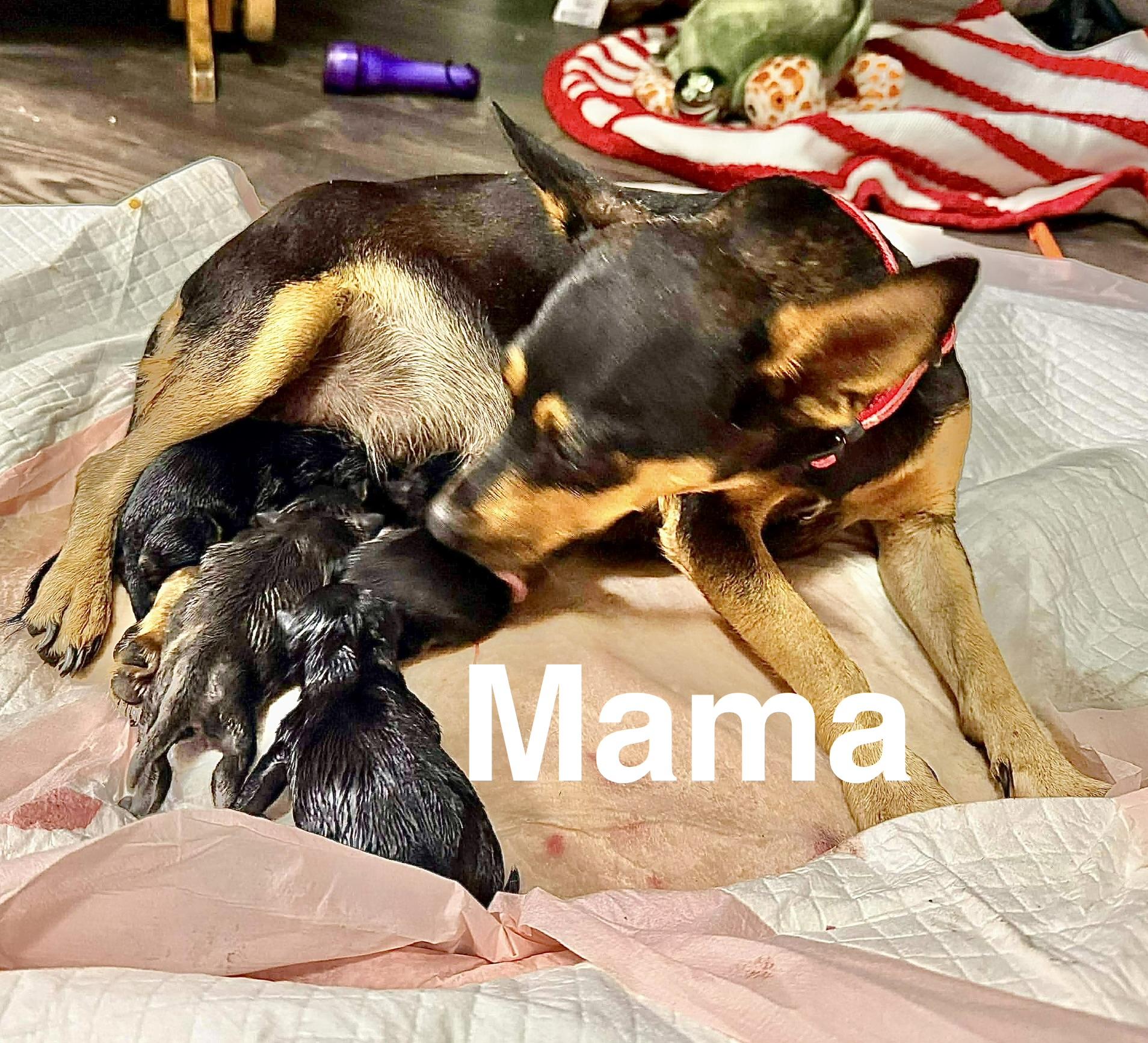 Enlarge Chunky, an adopted mixed breed in DeWitt, NY image 3/5