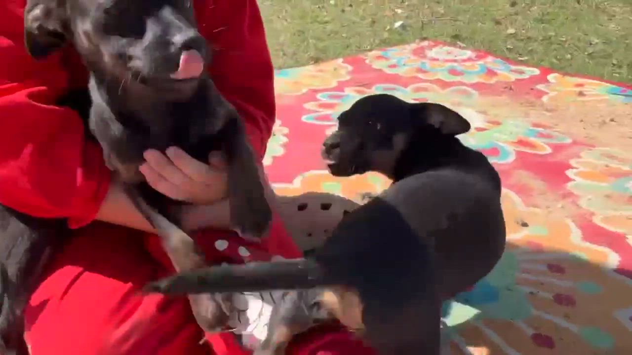 Enlarge Chunky, an adopted mixed breed in DeWitt, NY video 2/5