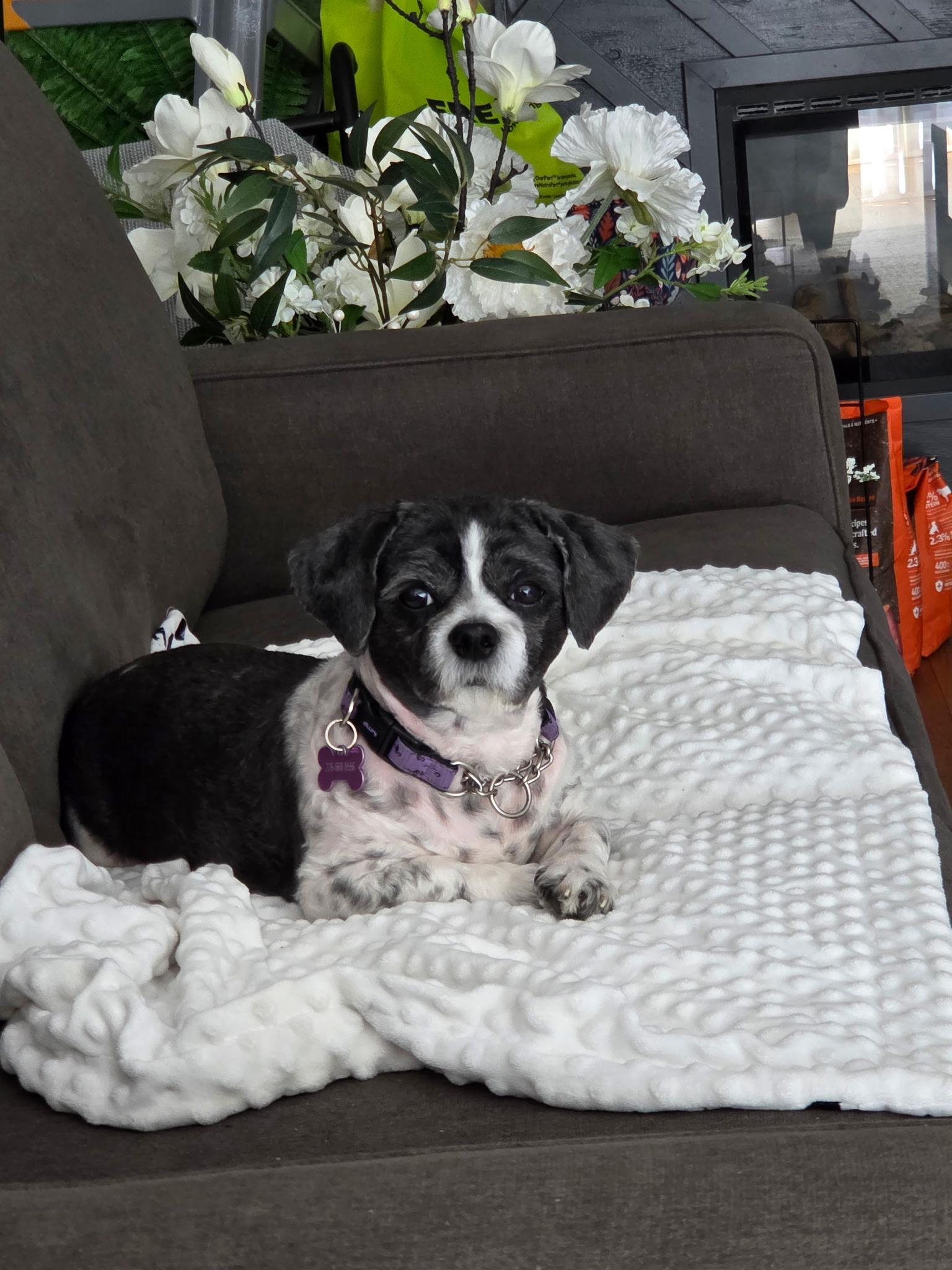 Charlotte, an adopted Shih Tzu in Owen Sound, ON image 2/5