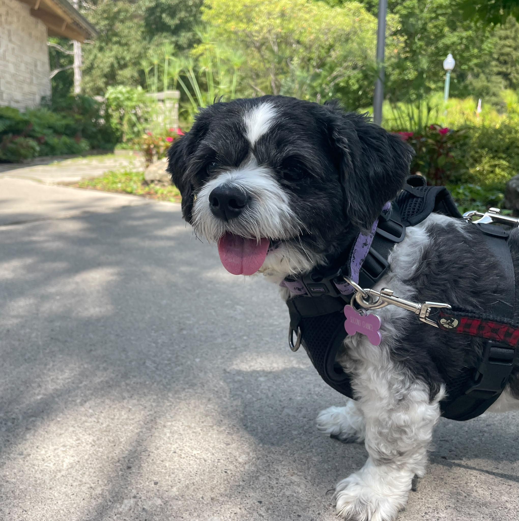 Charlotte, an adopted Shih Tzu in Owen Sound, ON image 5/5